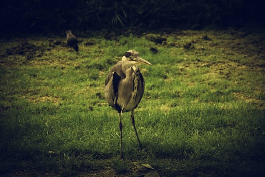Heron in natural park, birds in danger of extinction, animals
