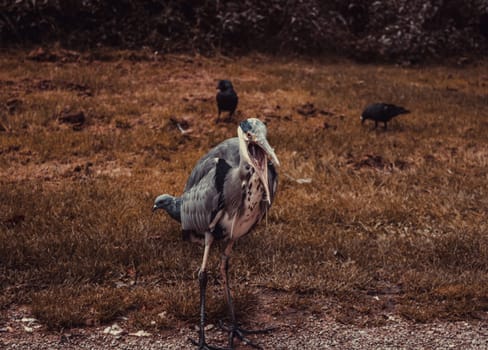 Heron in natural park, birds in danger of extinction, animals