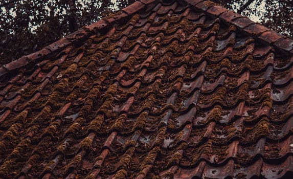 Roof with moss and vegetation, construction and architecture