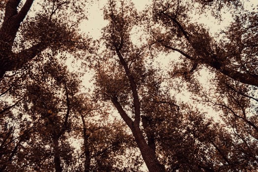 Trees in forest, nature and natural landscape