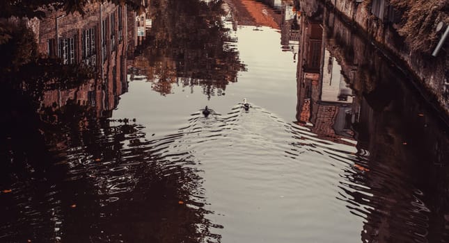 Ducks on Amsterdam canal lake, animals and landscape