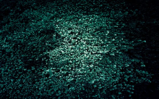 Christmas leaves background in forest, nature and environment