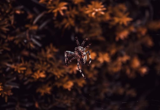 Spider in cobweb in forest, animals and insects