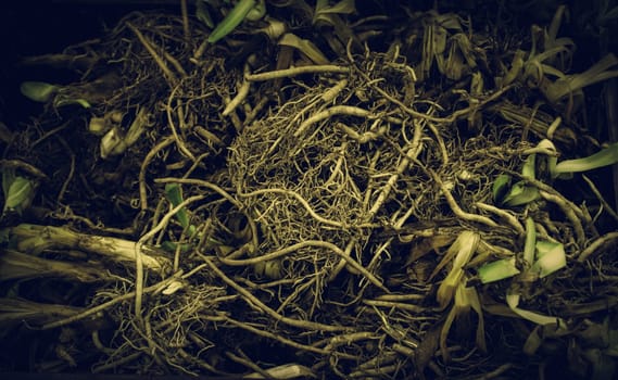 Bulbs in a market, detail of plants and seeds