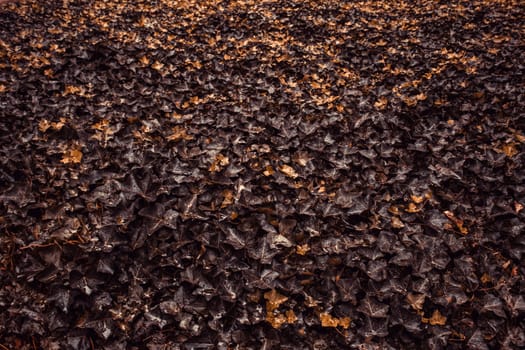 Background of natural leaves in forest, nature and environment