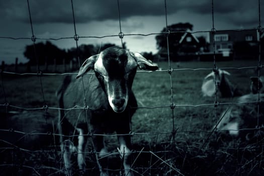 Goat enclosed fence in animal farm, nature
