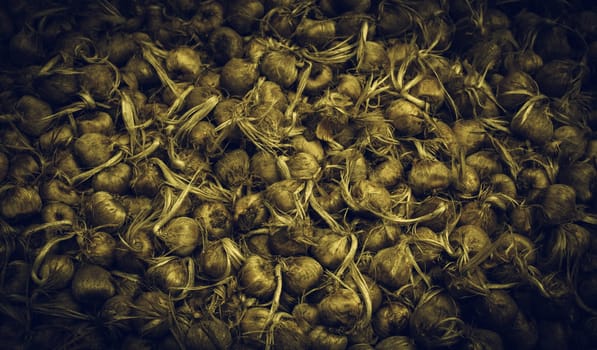 Bulbs in a market, detail of plants and seeds