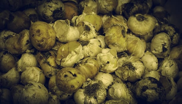 Bulbs in a market, detail of plants and seeds