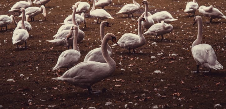 Small ducks puppies in natural park, animals and landscape