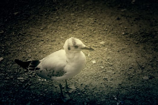Seagull in natural park, birds in freedom