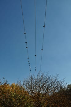 Pigeon birds resting on wires above trees. Autumn landscape.