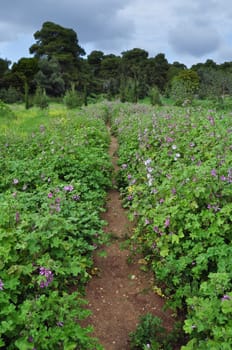 Trail through field of purple flowers. Spring landscape.