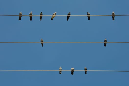Pigeon birds sitting on a wire and blue sky background.