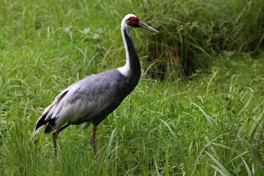 White-naped crane Grus vipio