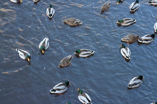 Flock wild mallard winter in cold water, above