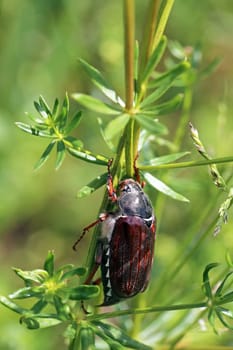 Field cockchafer Melolontha melolontha from the Kaiserstuhl