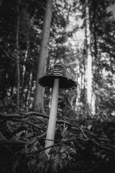 Magpie Inkcap - Coprinopsis picacea recorded in the undergrowth - detail shot - black and white