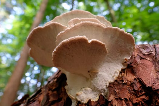Red band fungus with guttation drops in a macro shot - bottom view