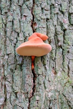 Beefsteak fungus - also ox tongue - in form of a pink smurf hat - detail shot