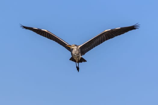 grey heron (ardea cinerea) in Danube Delta, Romania