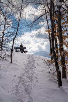 Snow covered forest in winter