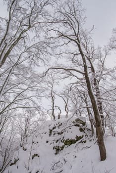 Mysterious snowy woods in winter