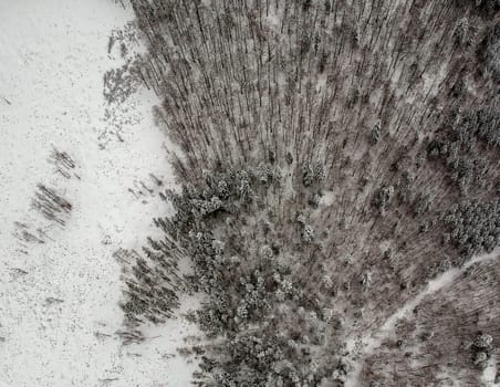 Aerial view of snowy trees in