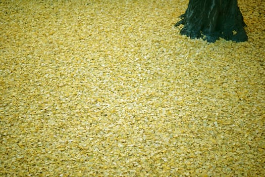 The fallen yellow leaves of the ginkgo tree in autumn..