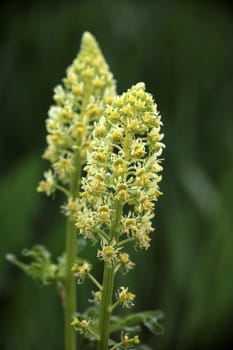 Inflorescence Yellow Resede Reseda lutea