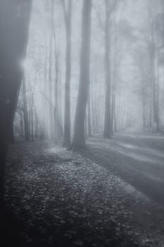 Deciduous forest in the fog with sunbeam - black and white