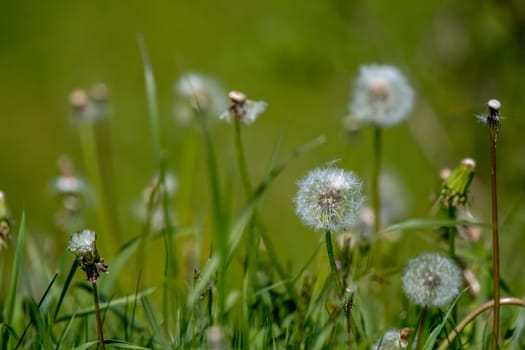 Beautiful white dandelion flowers in green grass. Meadow with dandelion flowers. Field flowers. Deflorate dandelions. Nature field flowers in meadow.