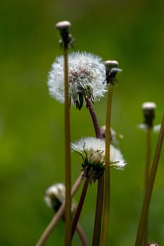Beautiful white dandelion flowers in green grass. Meadow with dandelion flowers. Field flowers. Deflorate dandelions. Nature field flowers in meadow.