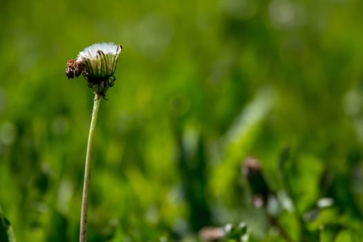 Beautiful white dandelion flowers in green grass. Meadow with dandelion flowers. Field flowers. Deflorate dandelions. Nature field flowers in meadow.