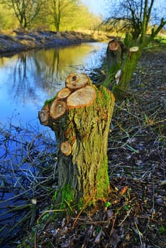 Cropped willow trees by the river in January