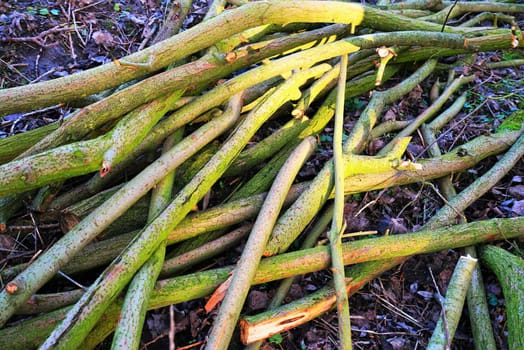 Cropped willow boughs by the river in January