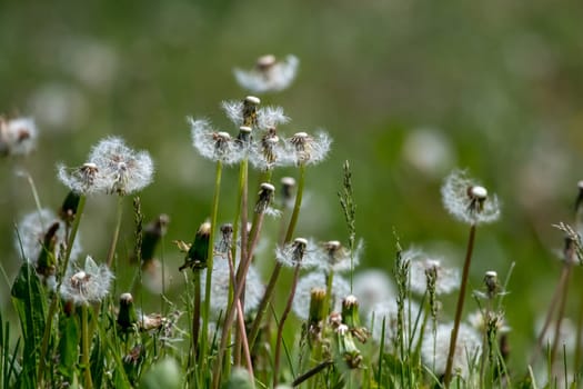 Beautiful white dandelion flowers in green grass. Meadow with dandelion flowers. Field flowers. Deflorate dandelions. Nature field flowers in meadow.
