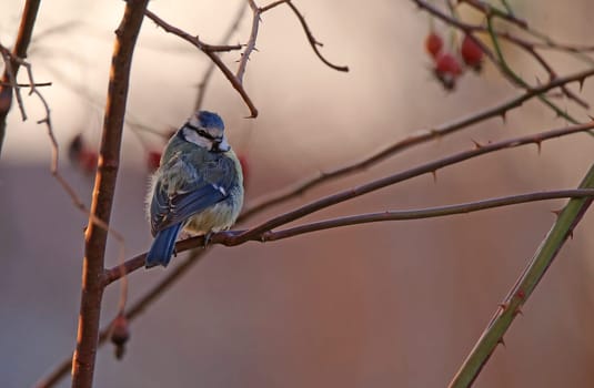 The blue is the most colourful of our and even the only blue-yellow bird in Europe.