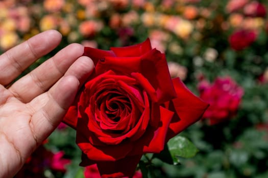 Beautiful colorful rose in hand