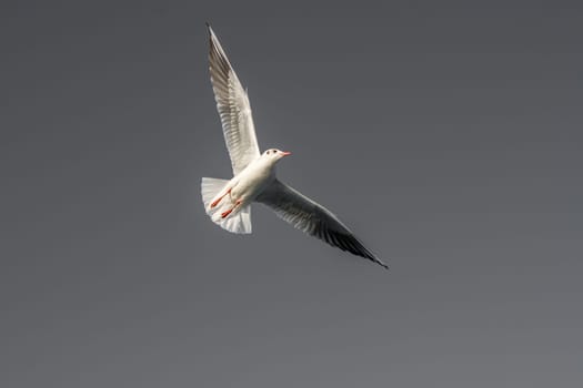 Single seagull flying in a blue sky background