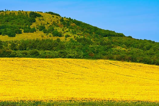 Sunflowers Field