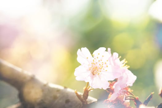 The Sakura Flower or Cherry Blossom With Beautiful Nature Background