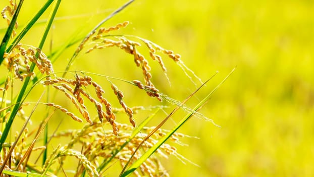 The rice in the farming with nice background color