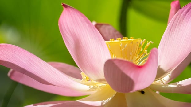 The pink lotus at the moring with nice background color