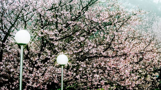 Tien-Yuan temple with cherry blossom in New Taipei City, Taiwan
