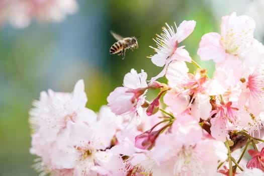 The Sakura Flower or Cherry Blossom With Beautiful Nature Background
