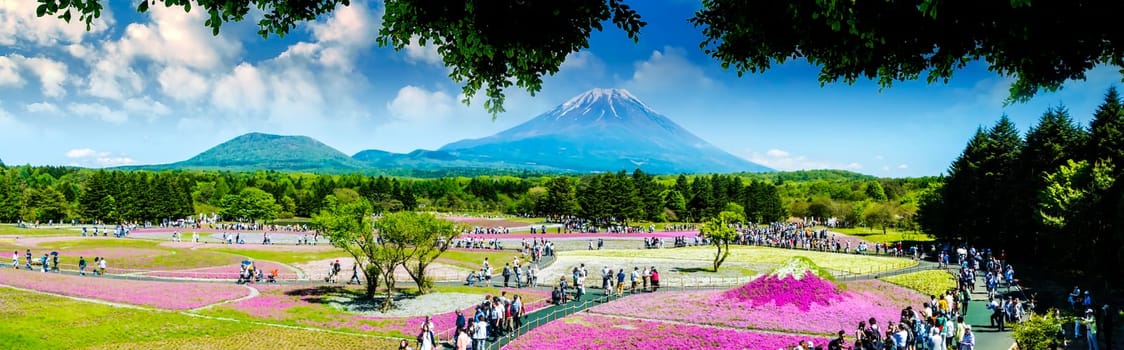 Yamanashi, Japan - May 12, 2016 : The Fuji with the field of pink moss at Shibazakura festival, Yamanashi, Japan