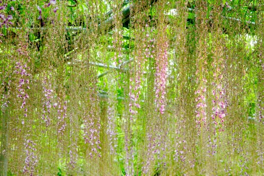 The beautiful spring flowers series, wisteria trellis in garden