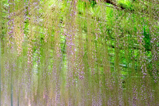 The beautiful spring flowers series, wisteria trellis in garden