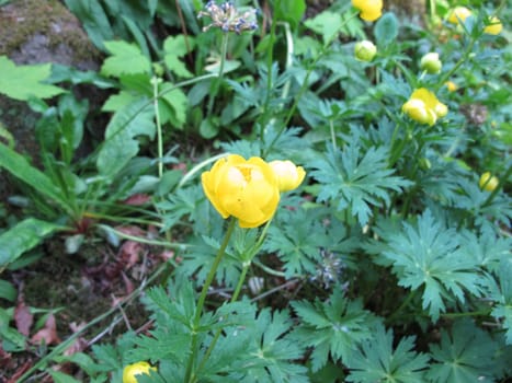 Yunnan-Globeflower, Trollius yunnanensis