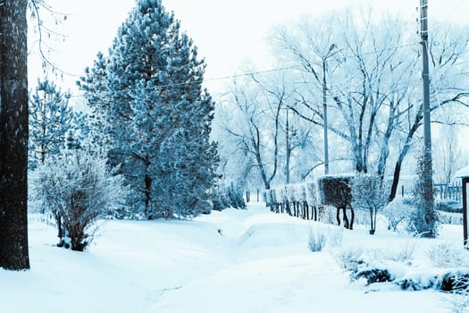 white winter forest on blue sky background